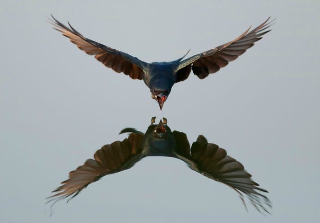 Holy crap, these entries from Nat Geo's 2012 Photo Contest are absolutely gorgeous