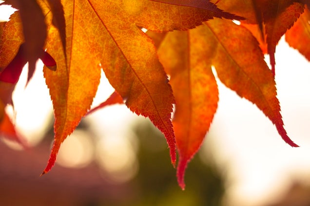 40 Stunning Photos Of Fall Foliage