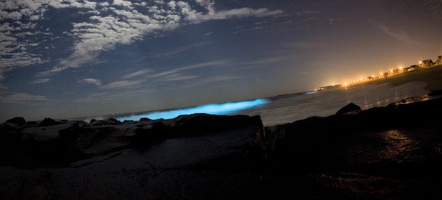 A Town's Famous Bioluminescent Bay Is Going Dark and No One Knows Why