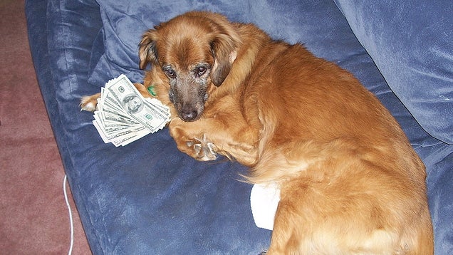 Set Up a Financial Trust For Your Pet If You Die-No, Seriously