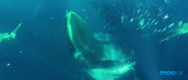 Scuba diver almost gets swallowed by 49-foot whale