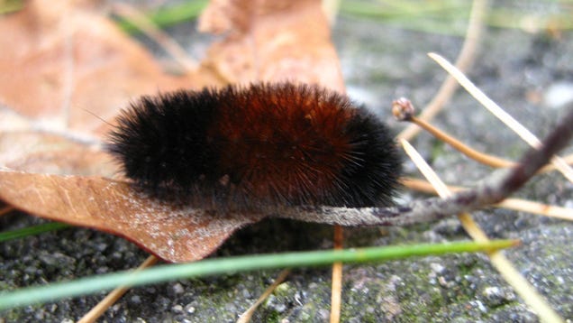 Five Winter Predictors That Are Even Dumber Than a Groundhog