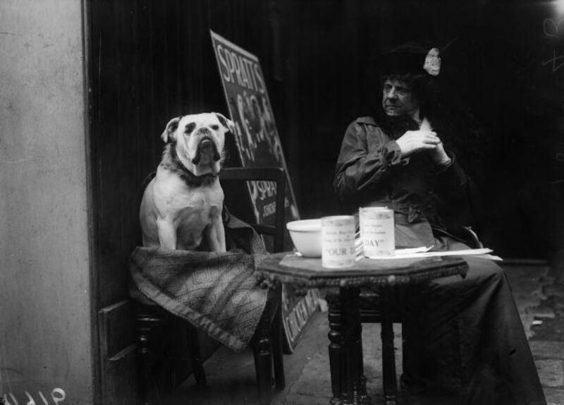 The Loyal Dogs Who Served Alongside Human Soldiers In War