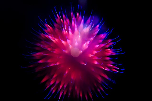 75 Explosive Photos of Fireworks