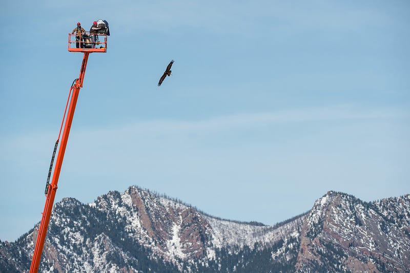 Spirit the Eagle Helps to Stop Birds Getting Chopped by Wind Turbines