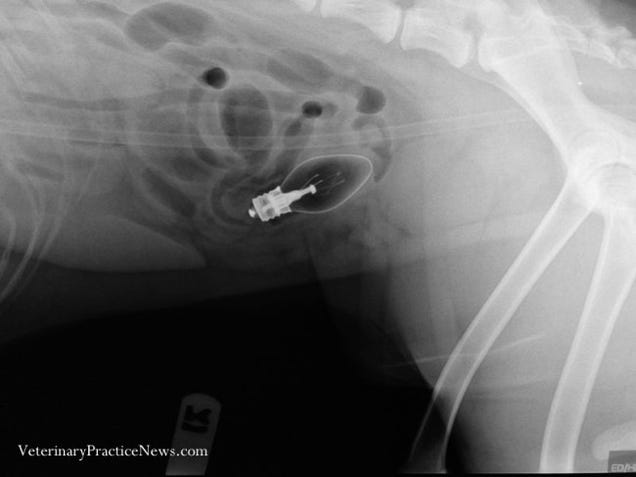 X-rays of the weird things that vets find inside pets