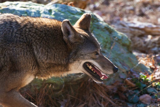 America's Forgotten Wolf Still Lives In North Carolina