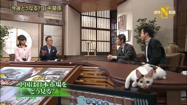 Japanese Cat TV Personality