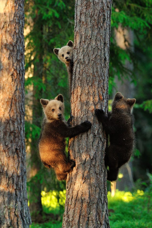 The most inspiring nature photography of the year