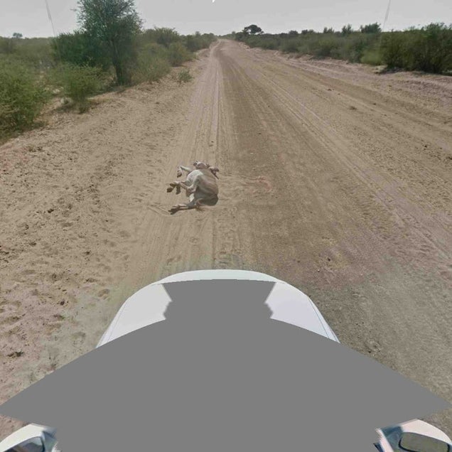 Google Street View Car Not Guilty of Donkey Murder
