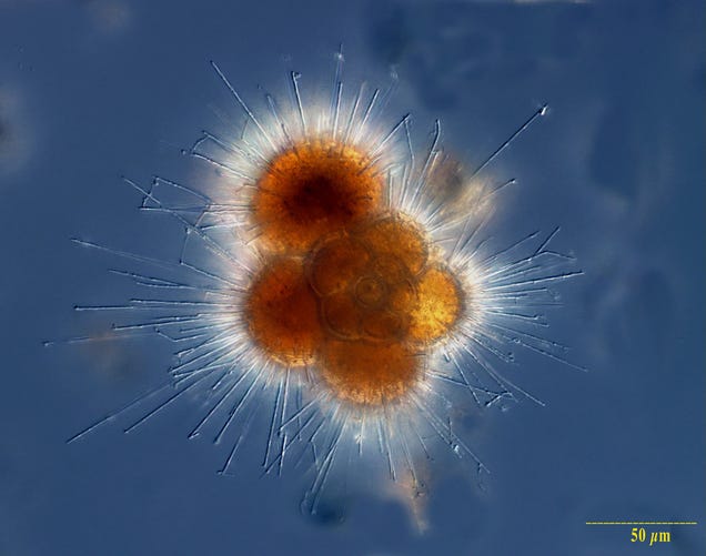 These nearly-invisible sea creatures fill the oceans with beauty