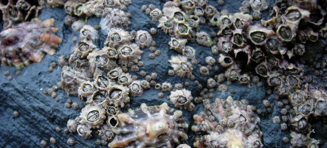 The Navy's Huge, Hidden Problem: Barnacles on Ships