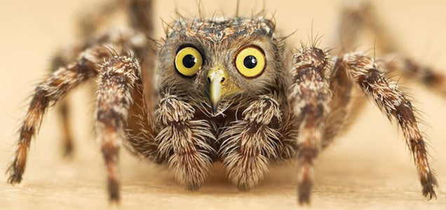 Yikes, these animal hybrids are so hilariously terrifying