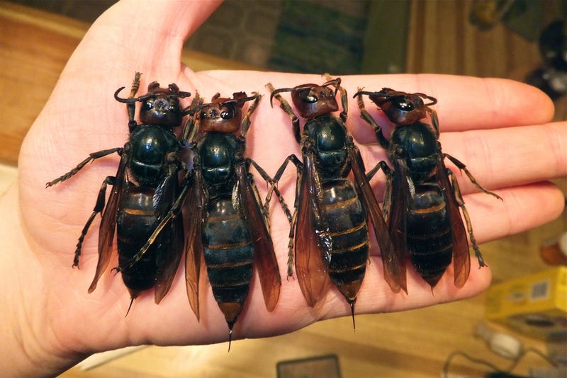 Japan's Deadliest Animal: Japanese giant hornets