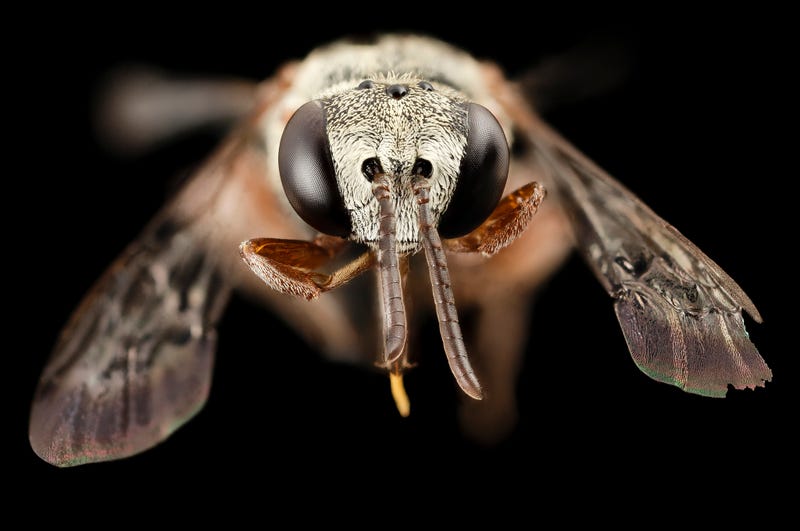 These Exquisite Bee Photographs Reveal Every Delicate Hair, Antenna, and Wing