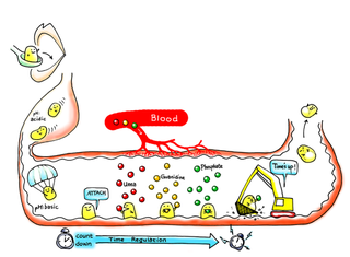 iGEM, or How to Build a Biological Organism in a Single Summer