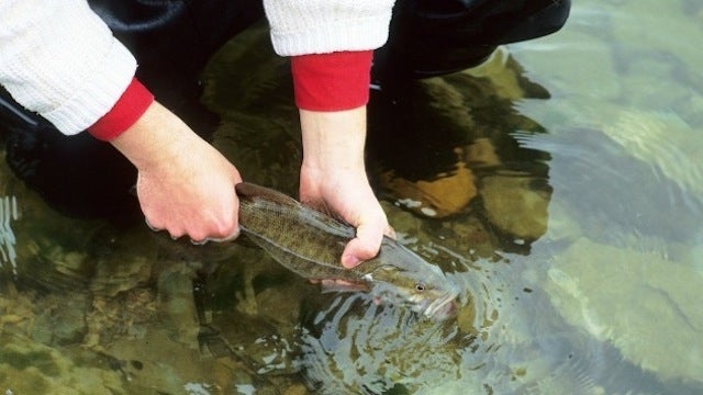 Learn To Catch A Fish With Your Bare Hands