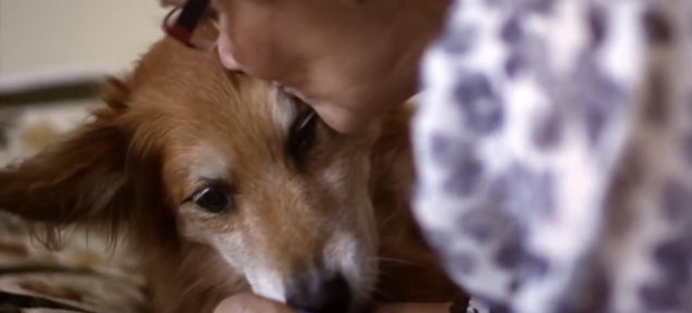 Dog saves his owner's life smelling her cancer
