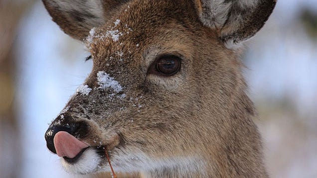 Field Cameras Catch Deer Eating Birds—Wait, Why Do Deer Eat Birds?