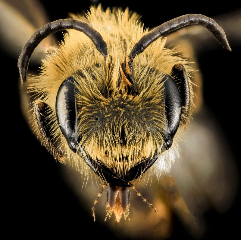 These Exquisite Bee Photographs Reveal Every Delicate Hair, Antenna, and Wing