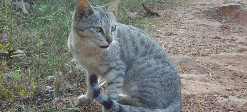 Feral Cats Can Destroy the Environment
