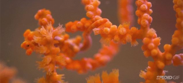 These pygmy seahorses are so good at changing colors for camouflage