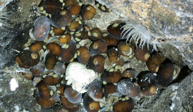 Lost World Discovered Under Antarctica