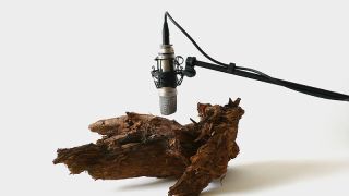 The Sound of Woodworms is Art