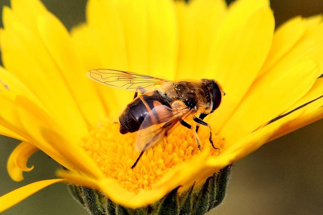 Bees Are Killing Americans. We Are Losing the War on Bees.