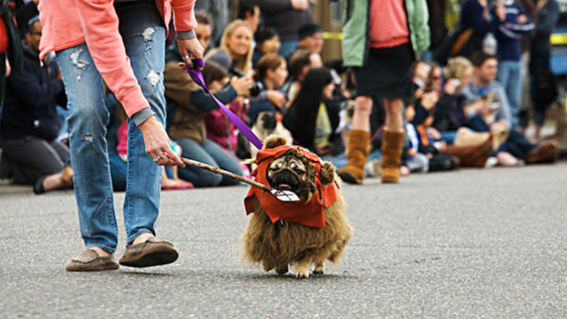 Highlights From "Puglandia," Oregon's Annual Pug Crawl