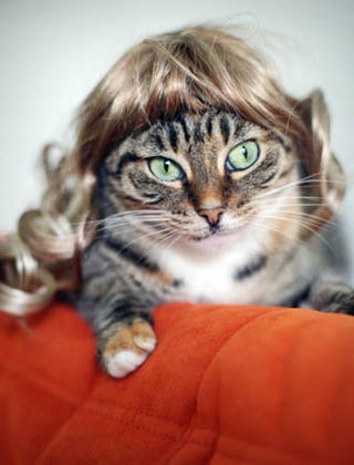 Glamorous Cat Wigs