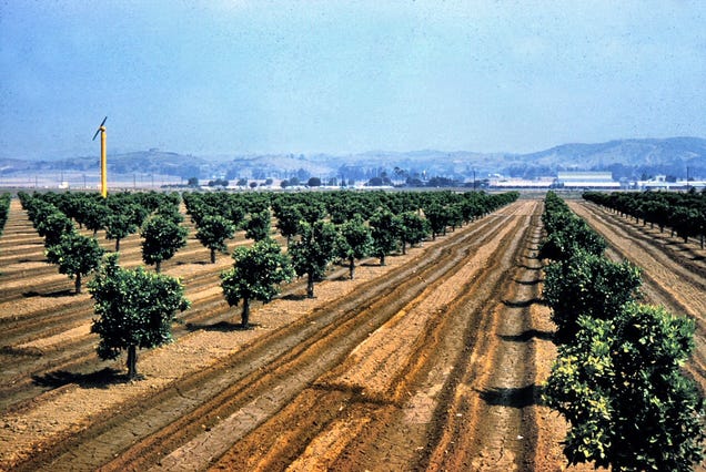 Photos of Orange County, Calif., When Oranges Actually Grew There