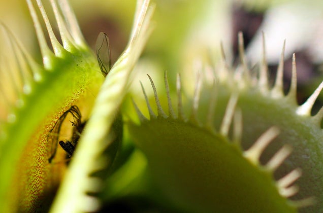 58 Giant Close-Ups Of Plants