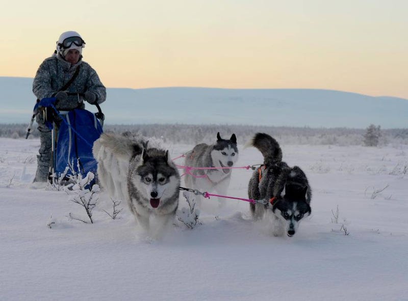 Russian Soldiers Go Native For Arctic Ops Using Reindeer And Dogsleds 