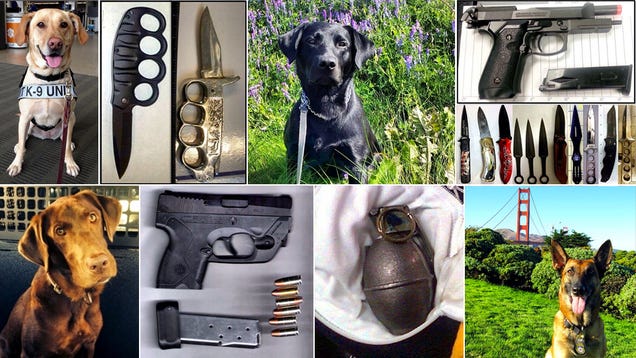 Worth a Scroll: The TSA's Instagram Account