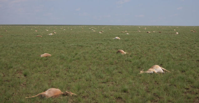 Over 120,000 Saiga Antelopes Have Inexplicably Died Since Mid-May