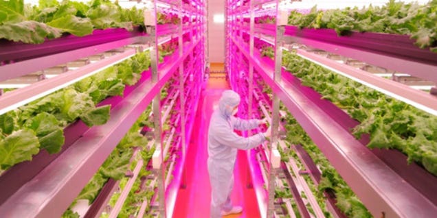 The World's Largest LED Hydroponic Farm Used to Be a Sony Factory