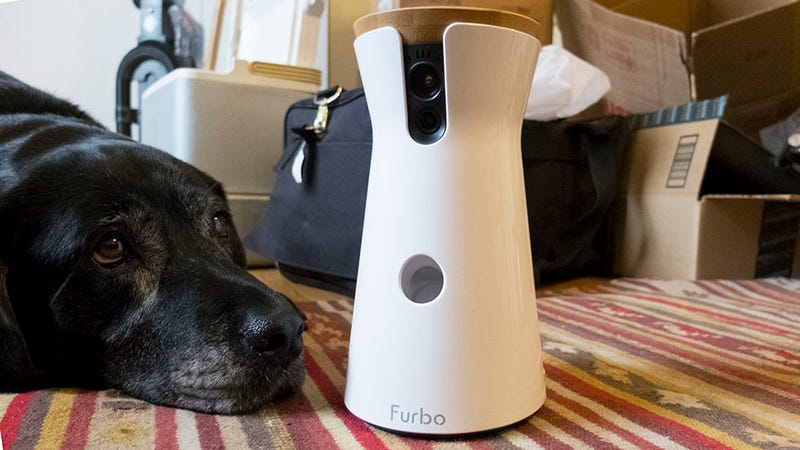 This Pet Camera Confused My Dog and Busted My Naughty Landlord