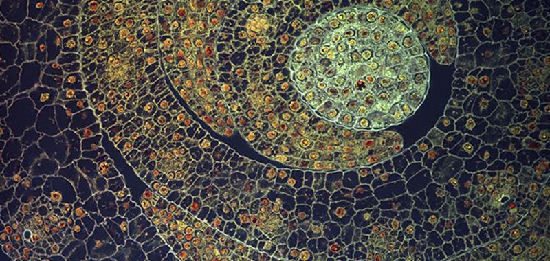 The Best Biomedical Images of the Year Reveal the True Beauty of Biology