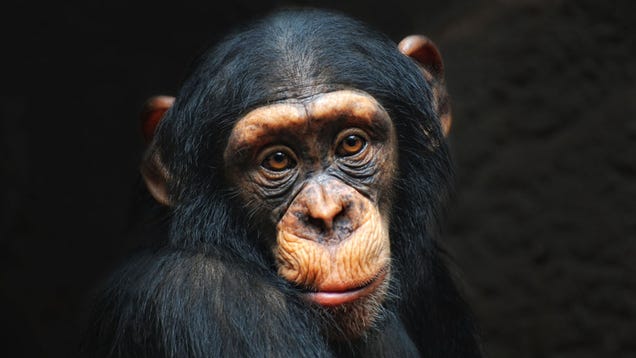 chimpanzee vagina