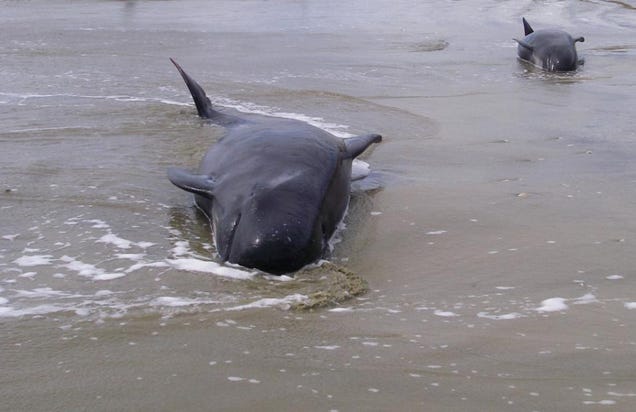 Nearly 200 Whales Are Stranded At New Zealand's Farewell Spit