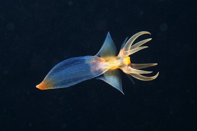 It Seems That Aliens Are Living Under the White Sea