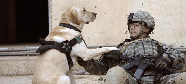 War Dogs In Afghanistan Are Getting Their Own Air-Conditioned Kennels