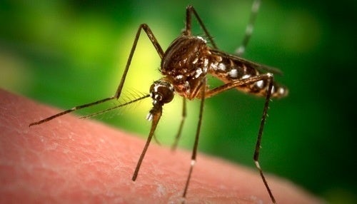 How malaria-spreading mosquitoes can tell you're home