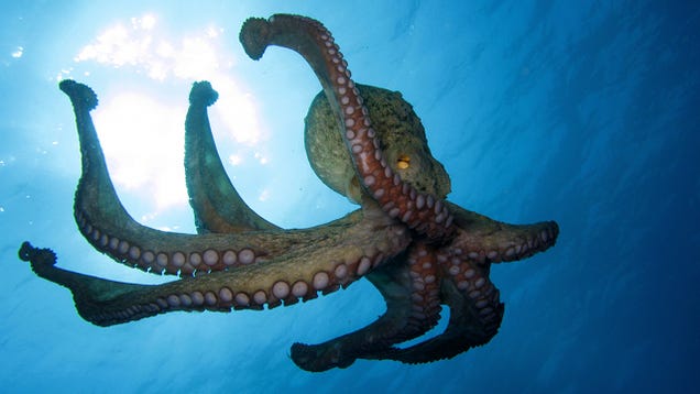 Prominent scientists sign declaration that animals have conscious awareness, just like us