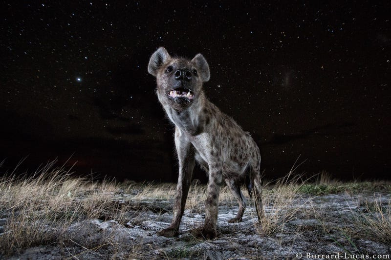 13 Sensational Camera Trap Photos of African Animals At Night