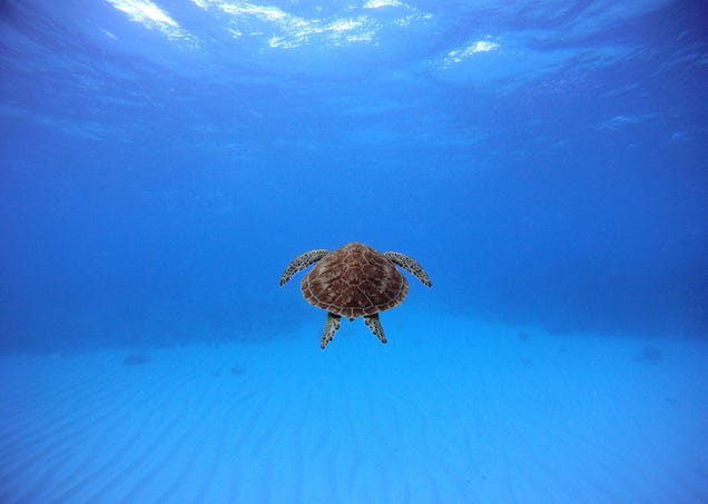 Holy crap, these entries from Nat Geo's 2012 Photo Contest are absolutely gorgeous