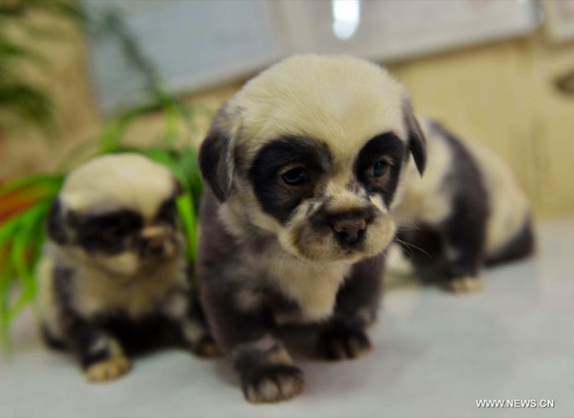 "Panda Dogs" Born in China