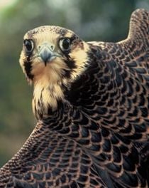 If Print Dies, How Will We Learn About Hawk Murderers?