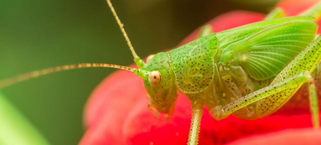 Why Crickets Make Such Excellent Thermometers